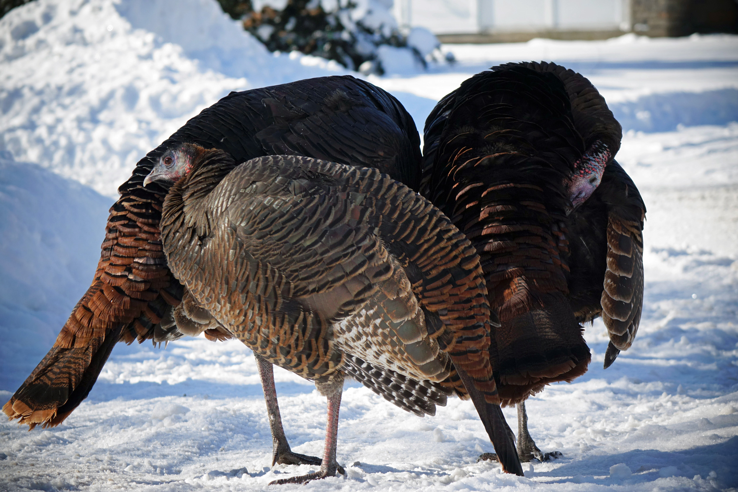 2015 Winter Turkeys 1