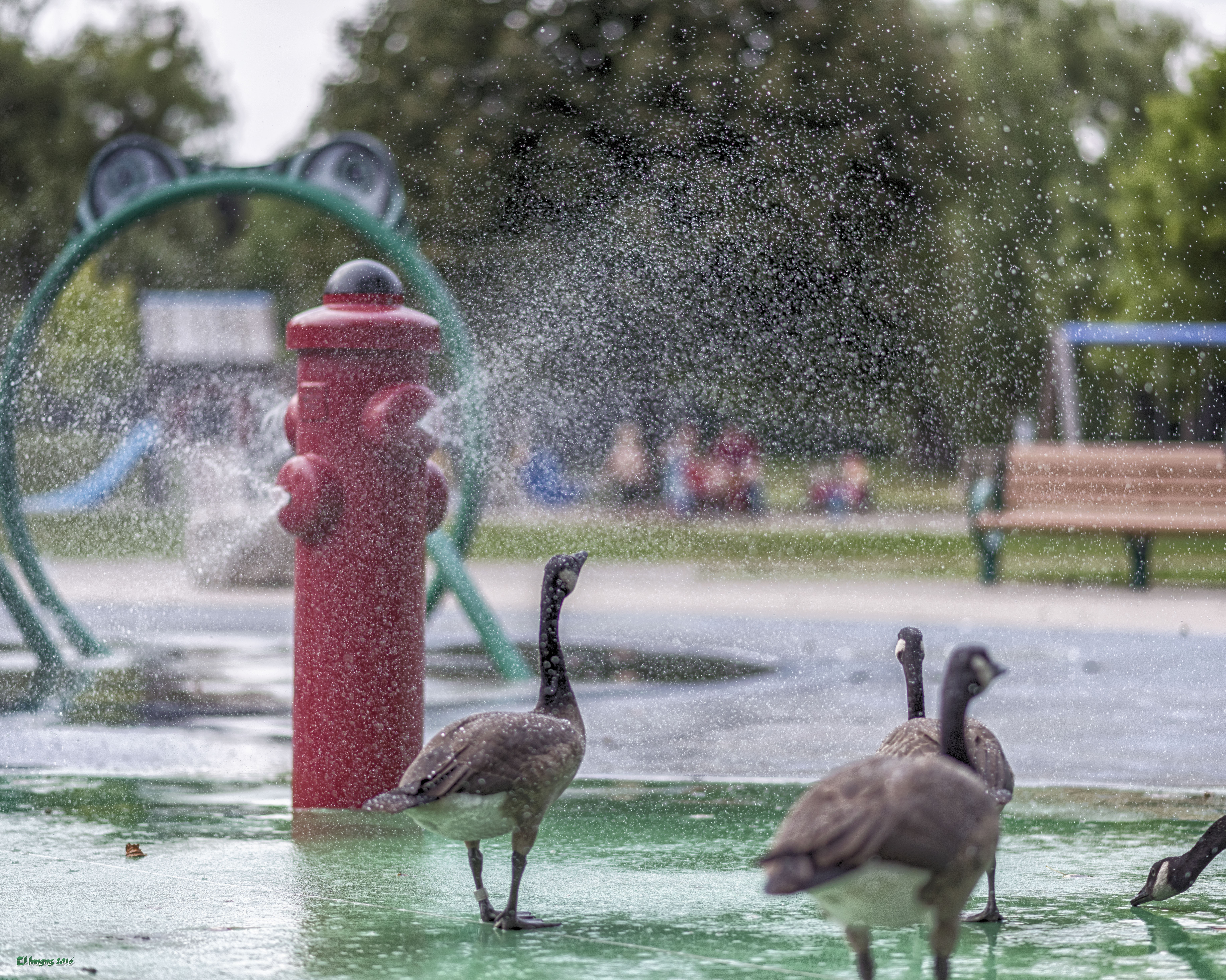 2016 07 29 Geese with Water Hydrant Splash 4474
